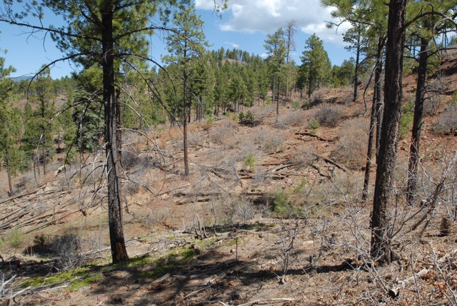 Upper La Cueva Canyon eight years after tree clearing