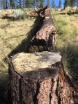 Old growth snag on ridge between Santa Fe Watershed and Hyde Park project, SFNF, photo taken 7/15/18