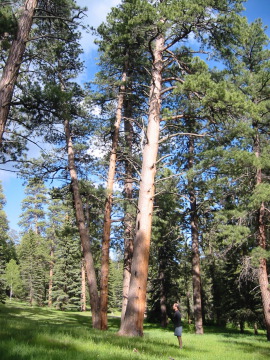 Old growth ponderosa pine, Jemez Mountains, SFNF