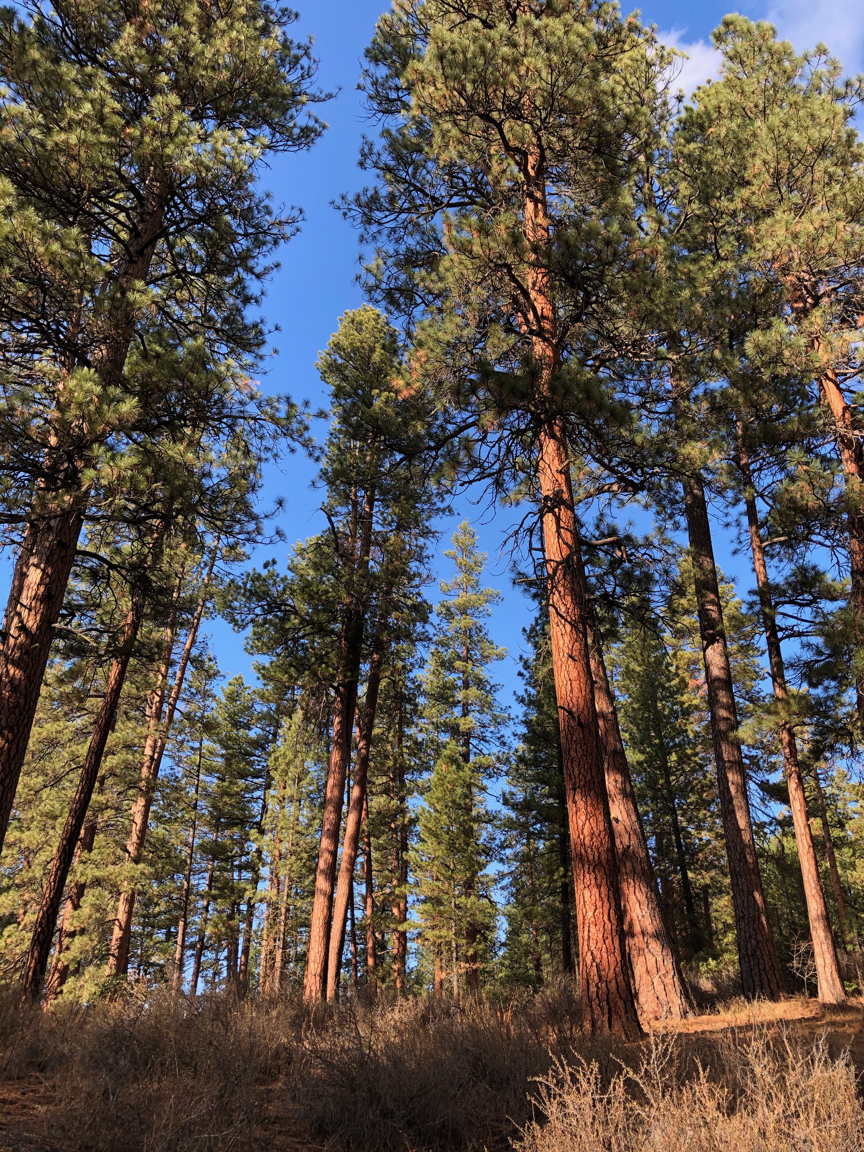 Old growth ponderosa pine, Deschutes National Forest, Oregon
