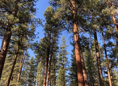 Old growth Ponderosa Pine near Bend, Oregon