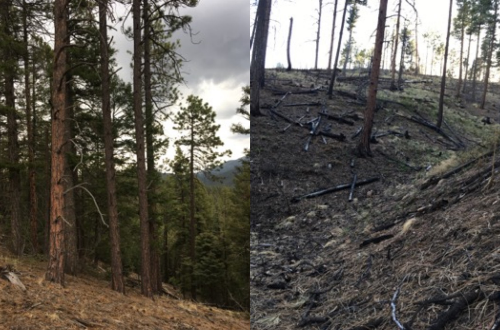 08/28/2018: Press Release Groups Seek to Halt Cutting and Burning in Wilderness Quality Forests Near Santa Fe