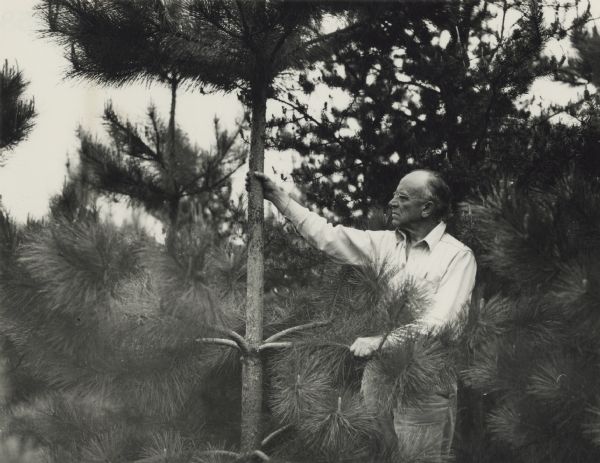 Aldo Leopold inspecting eastern white pine on his Wisconsin farm.