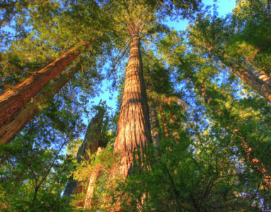 Forest Degradation vs. Restoration