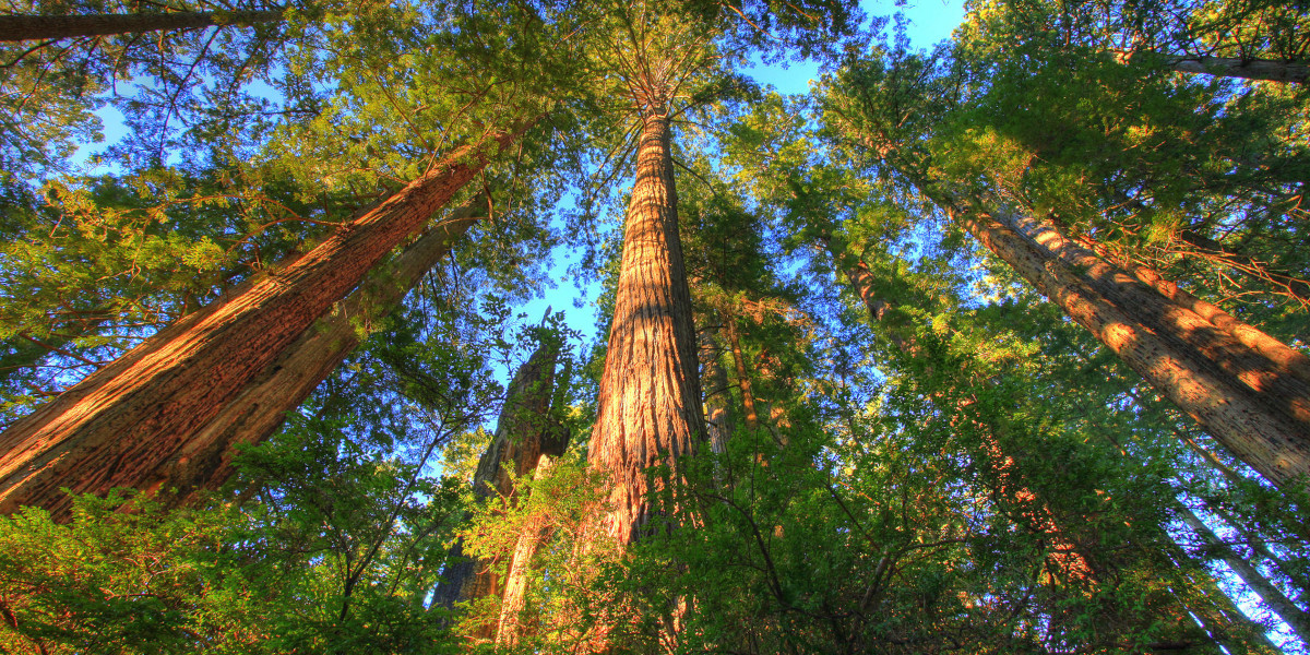 Forest Degradation vs. Restoration