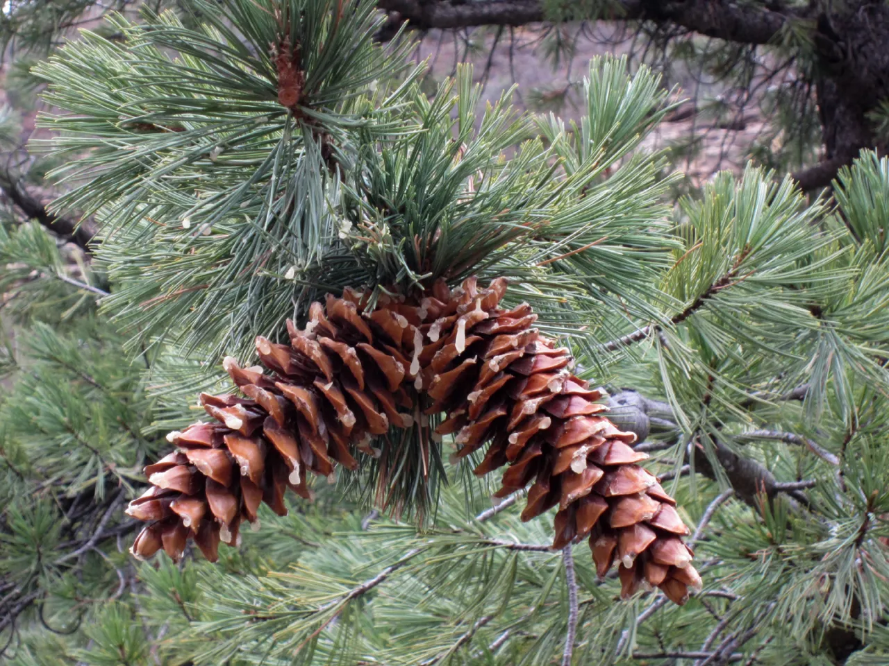 Summer Hike for White Pines